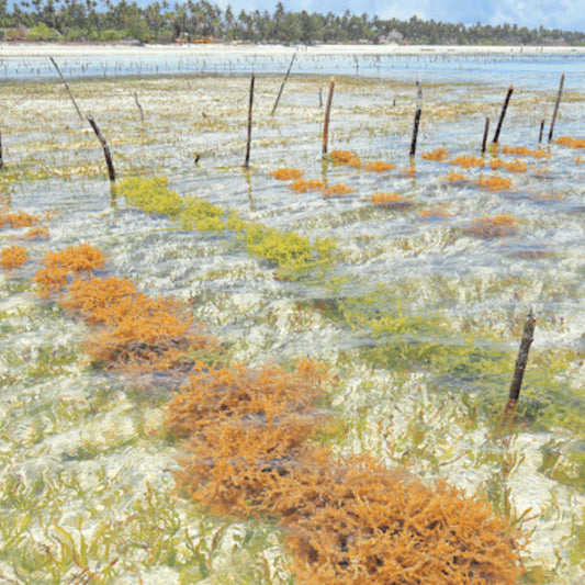 Why Sea Moss from St. Lucia is Superior to Vietnamese Sea Moss